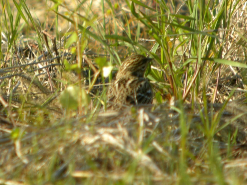 DSCN0182c Smith's Longspur Willowhaven Area Kankakee Co IL 5-6-2017