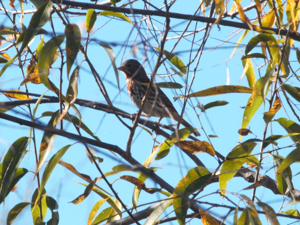 IMG 1165c Fox Sparrow Whispering Willows Park Area Kankakee Co IL 11-4-2016