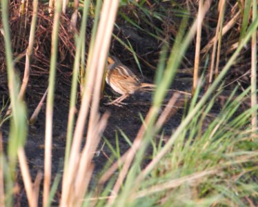 IMG 0725c Nelson's Sparrow Whispering Willows Area Kankakee Co IL 10-29-2016
