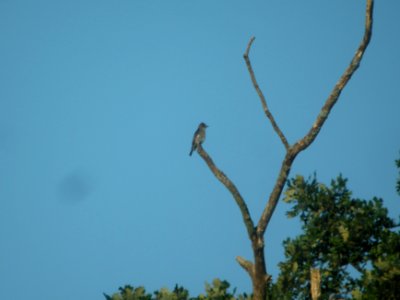 DSCN9060c Olive-sided Flycatcher LeVasseur Park Kankakee IL 8-23-2017