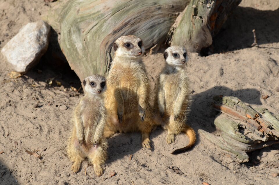 Sweet cute animals