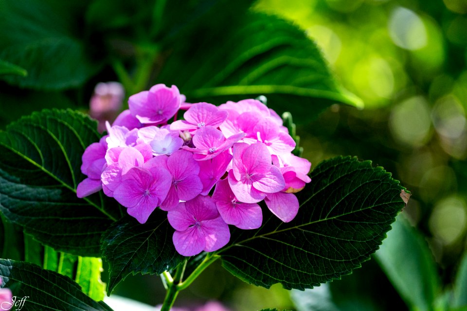 Terra botanica Angers Maine et Loire-72