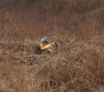 IMG 3077c Northern Harrier Peoria Metro Sewer Darst St IL 12-2-2016