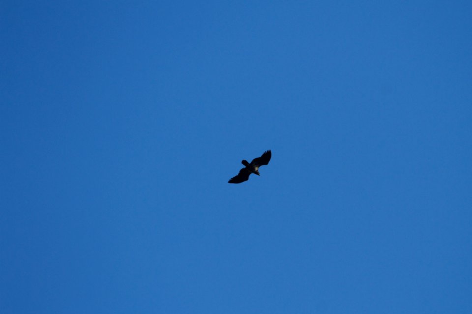 IMG 1958c Bald Eagle Hse Kankakee IL 9-25-2018