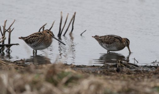 IMG 4630c Wilson's Snipe Whispering Willows Area-Kankakee Co IL 3-6-2017