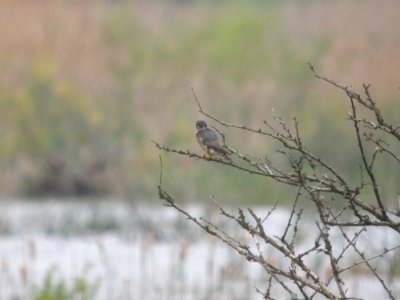DSCN0036c Merlin TNC Kankakee Sands IN 4-28-2017