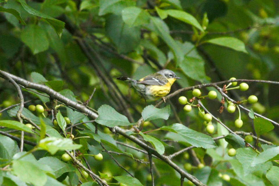 IMG 7109c Magnolia Warbler Hse Kankakee IL 5-25-2017 photo