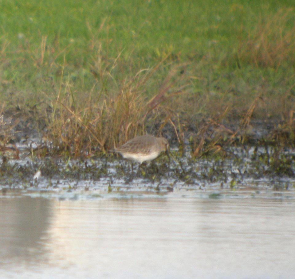 DSCN8915c Dunlin Whispering Willows Area Kankakee Co IL 10-29-2016