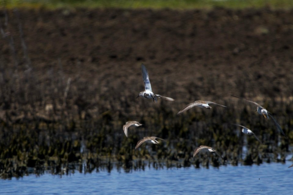 IMG 7434c Dunlin Willowhaven Area Kankakee Co IL 6-2-2017