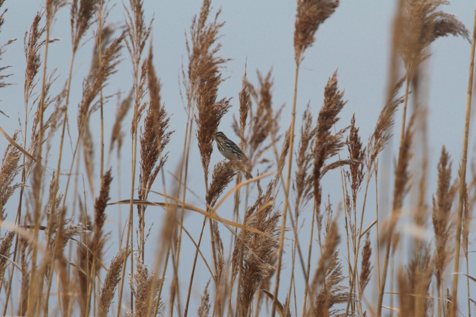 IMG 3552c Savannah Sparrow Willowhaven Area Kankakee Co IL 12-13-2018