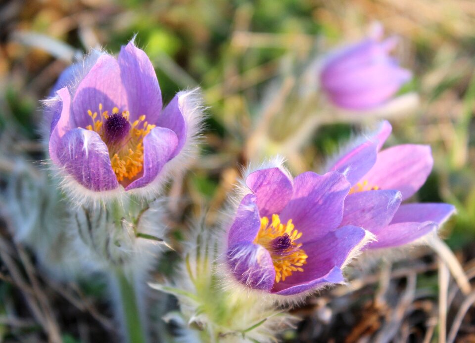 Flowers pasque flower nature