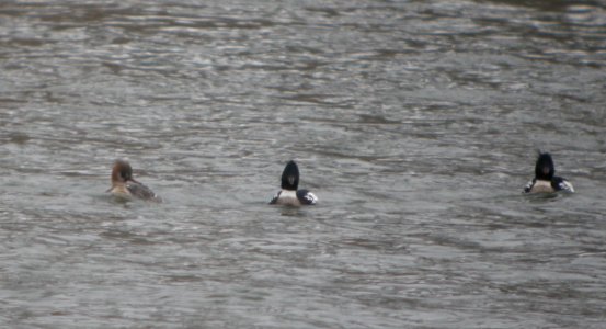 DSCN9734c RB Merganser Dam Kankakee IL 3-18-2017
