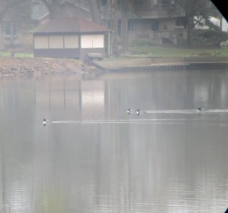IMG 2815c Common Loon River Road Trail Kankakee IL 3-25-2017