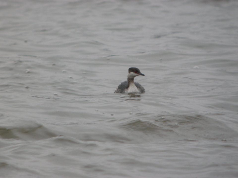 IMG 9627c Horned Grebe Beckman Park Kankakee-IL 3-6-2017