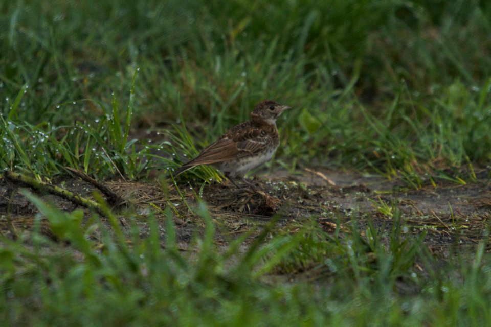 IMG 8488c Horned Lark (juv) H & E Sod Momence IL 7-23-2017