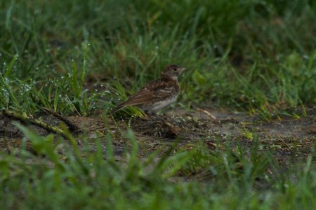IMG 8488c Horned Lark (juv) H & E Sod Momence IL 7-23-2017