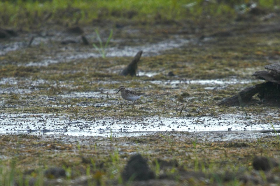IMG 8078c Least Sandpiper LaSalle FWA IN 7-7-2017