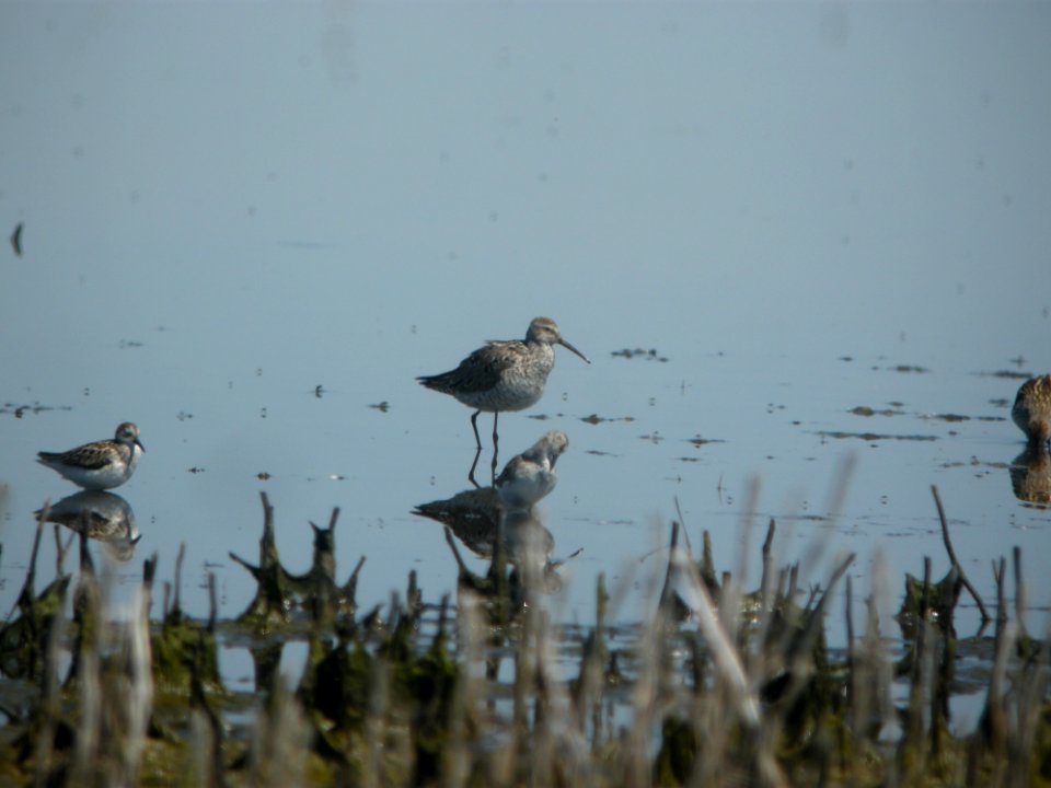 DSCN8352c Stilt Sandpiper Willowhaven Area Kankakee Co IL 6-2-2017