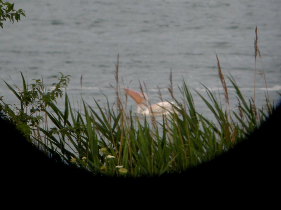 DSCN8692c AW Pelican Braidwood IL 7-13-2017