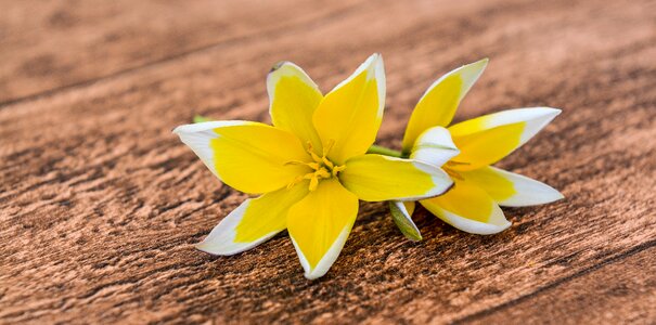 Flowers yellow-white wood