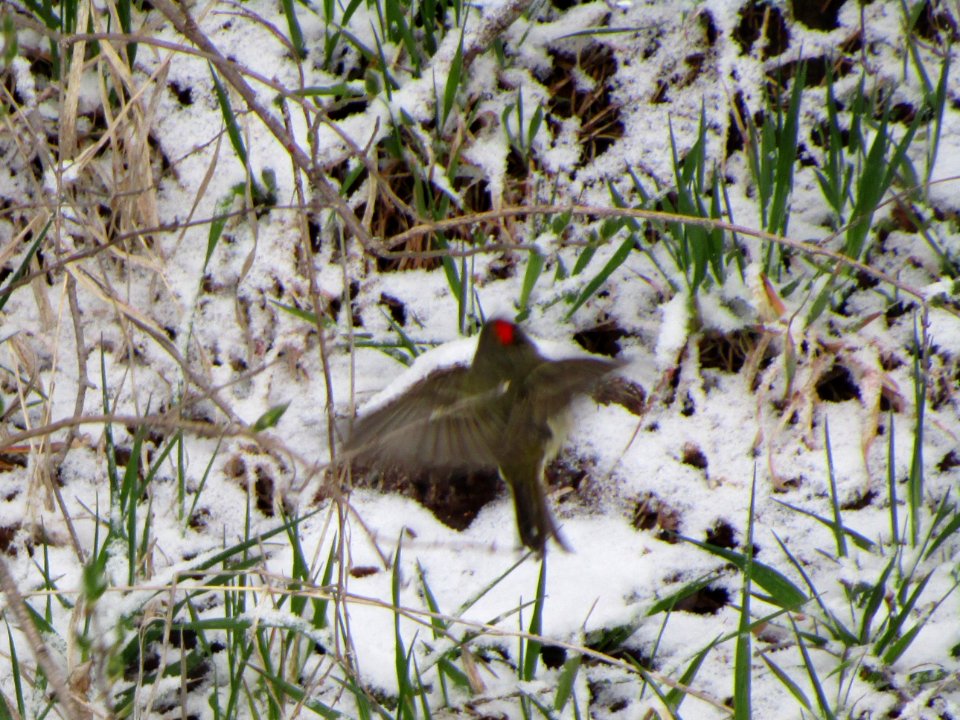IMG 3694c RC Kinglet Braidwood Lake IL 4-16-2018