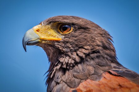 Bird of prey nature predator photo