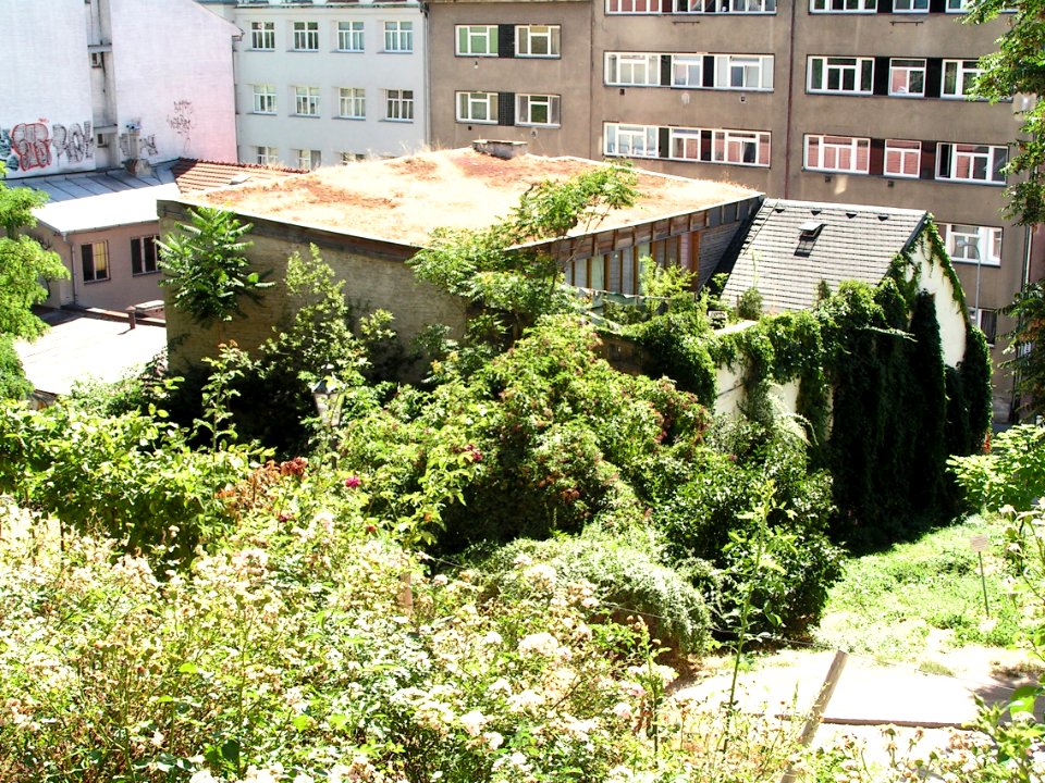 House in Vegetation