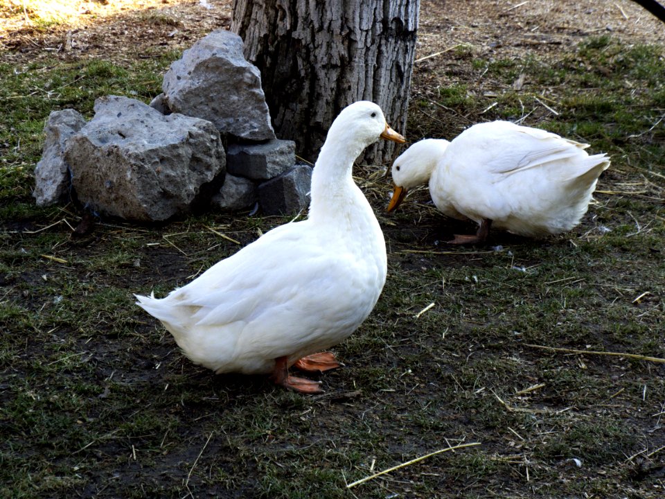 Ducks 1
