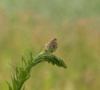 DSCN7611c Savannah Sparrow Whispering Willows Kankakee Co IL 7-28-2016