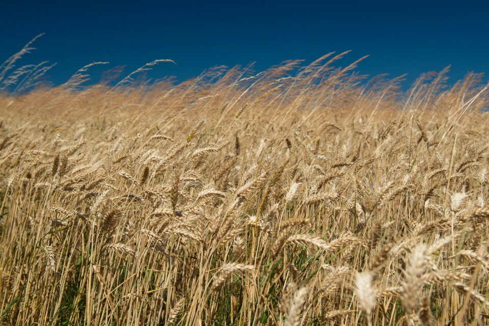 Ears wind the production of grain