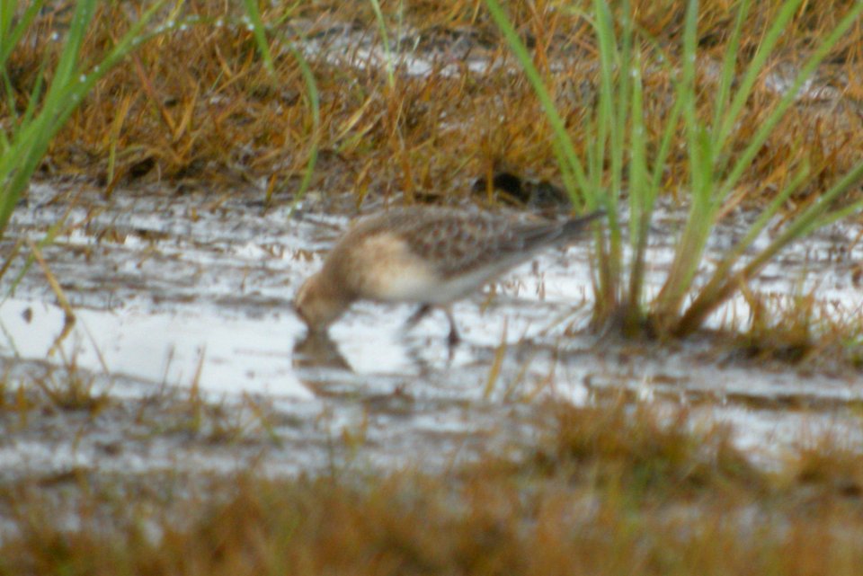 DSCN7876c Baird's Sandpiper Sod Farm Momence IL 8-31-2016