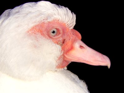 Male Duck 3