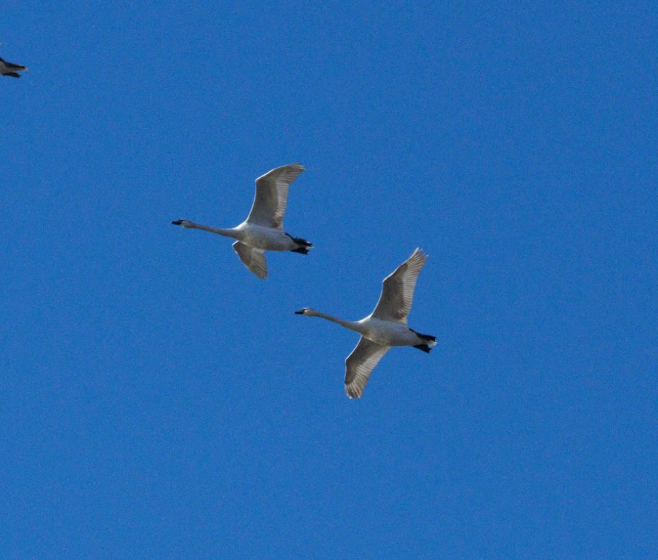 IMG 3349ac Mute Swan (Imm) Kankakee River SP Kankakee Co IL 12-28-2016