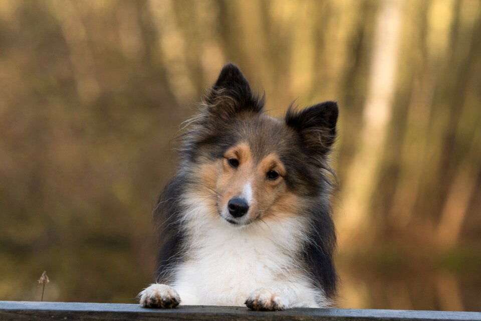 Dog sheltie close up