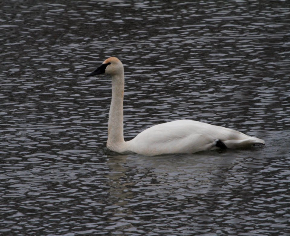 IMG 3096c Trumpeter Swan LeVasseur - Perry Farm Park Kankakee IL 12-23-2016