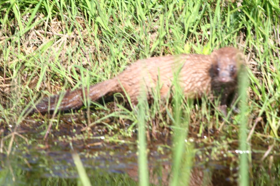 IMG 9665c Mink TNC Kankakee Sands Newton Co IN 5-10-2018