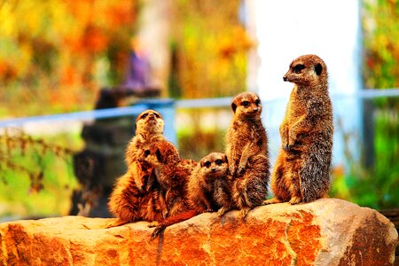 Species of mammal southern africa mongoose