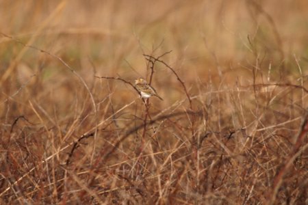 IMG 5614c Grasshopper Sparrow Pembroke Savannah Kankakee Co IL 10-11-2017