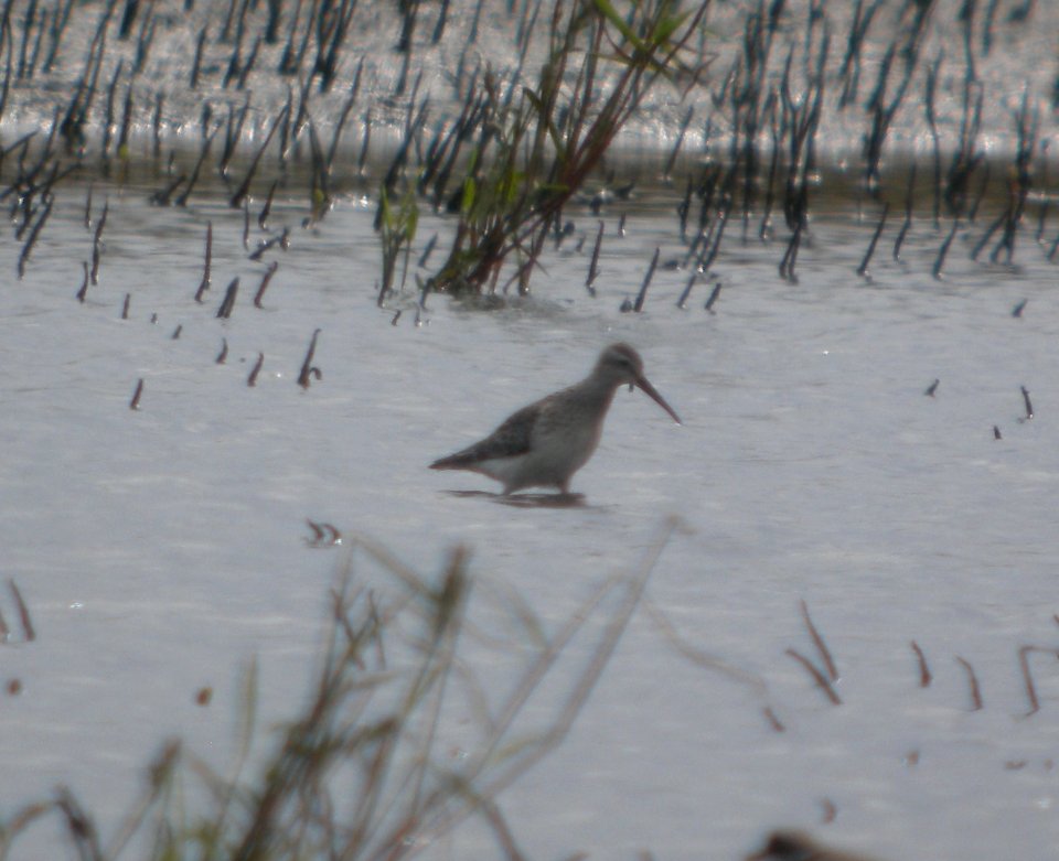 DSCN8089c Stilt Sandpiper NW Iroquois Co IL 9-14-2016