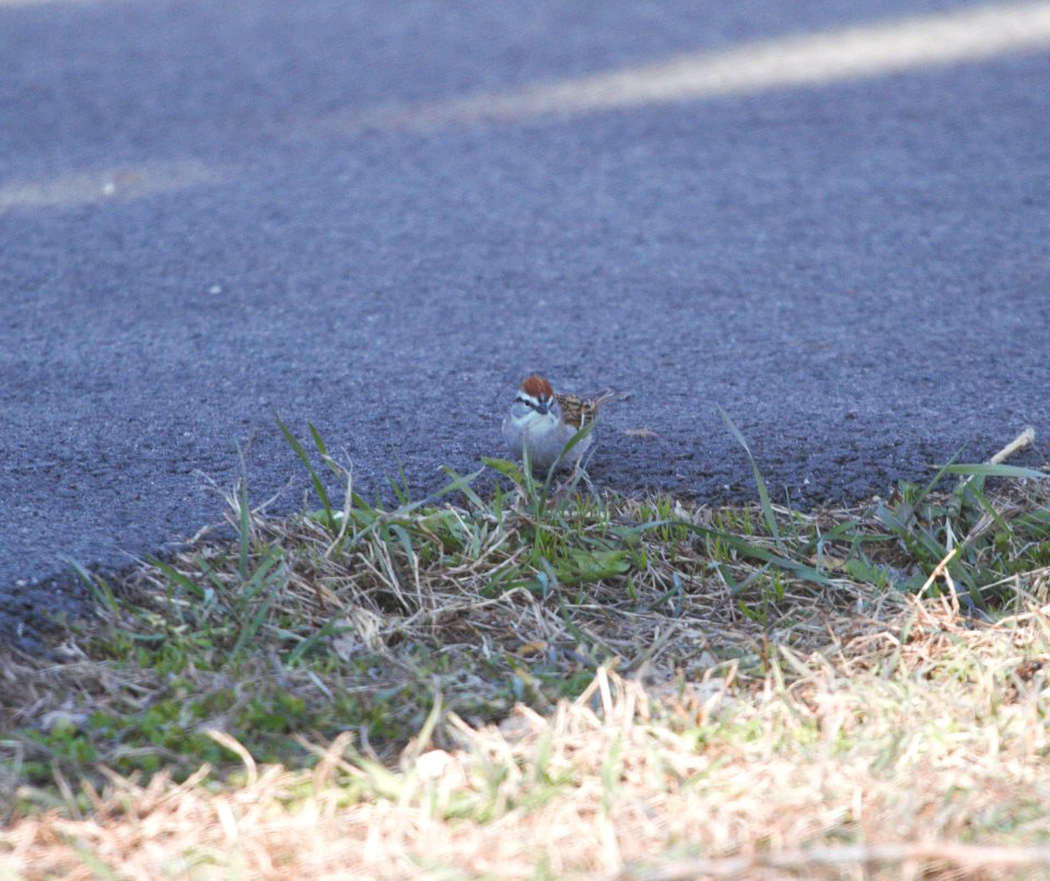 IMG 5078c Chipping Sparrow Perry Farm Kankakee Co IL 3-24-2017
