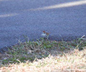 IMG 5078c Chipping Sparrow Perry Farm Kankakee Co IL 3-24-2017 photo