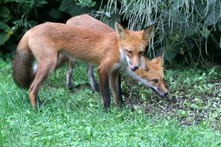 IMG 1619 Red Fox Hse Kankakee IL 9-8-2018