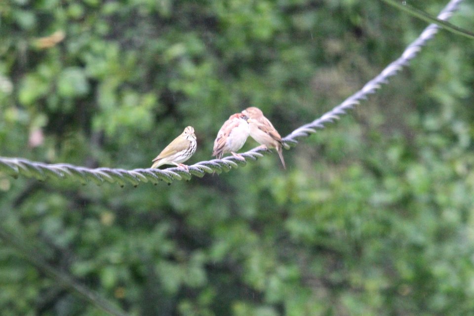 IMG 1547c Ovenbird Hse Kankakee IL 9-7-2018