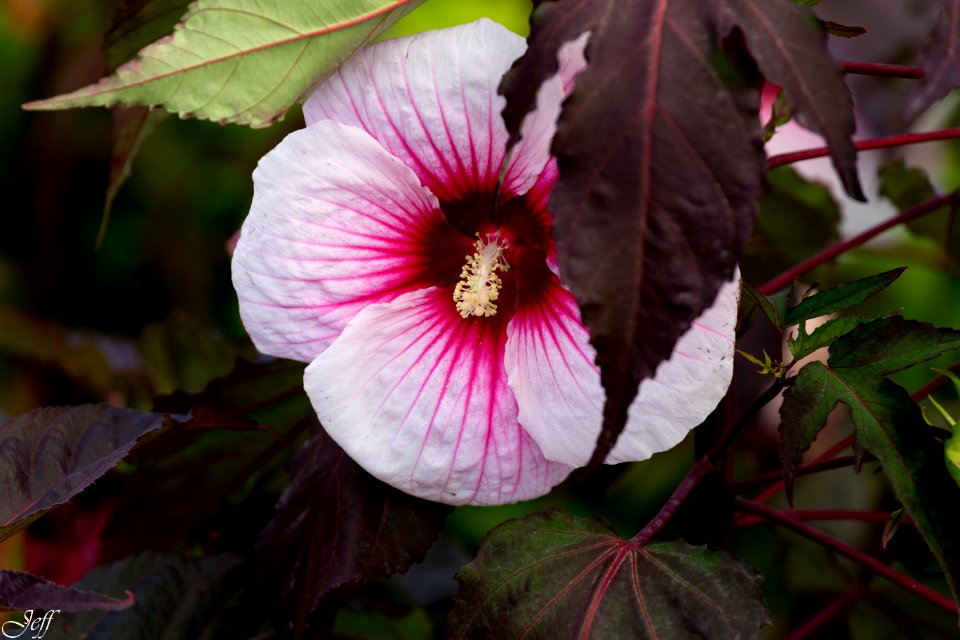 Terra botanica Angers Maine et Loire-4