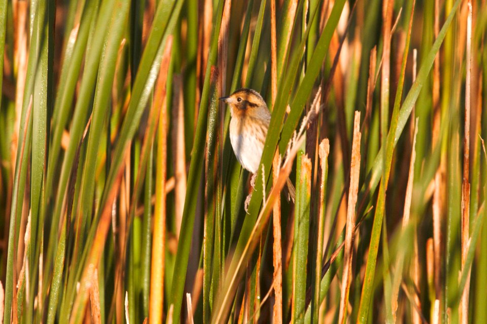 IMG 0453c Nelson's Sparrow Whispering Willows Area Kankakee Co IL 10-23-2016