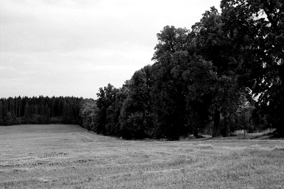 Canon EOS 30 with Canon EF 50mm f/1,8 II - Nové Dvory Linden Avenue 02