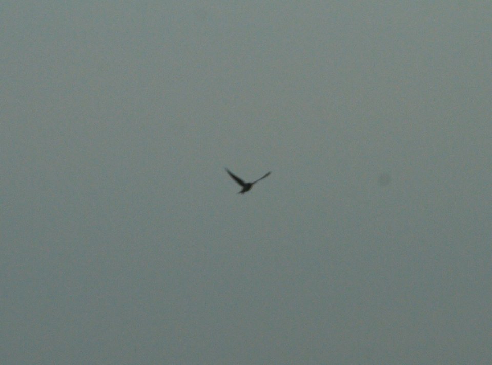 IMG 0748c Barn Swallow Whispering Willows Area Kankakee Co IL 10-29-2016