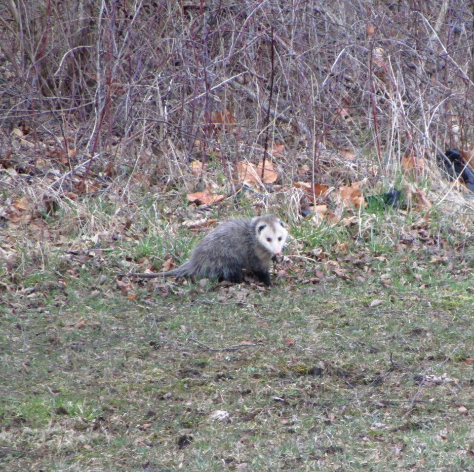 IMG 2807c Opossum River Road Park Kankakee IL 3-20-2017