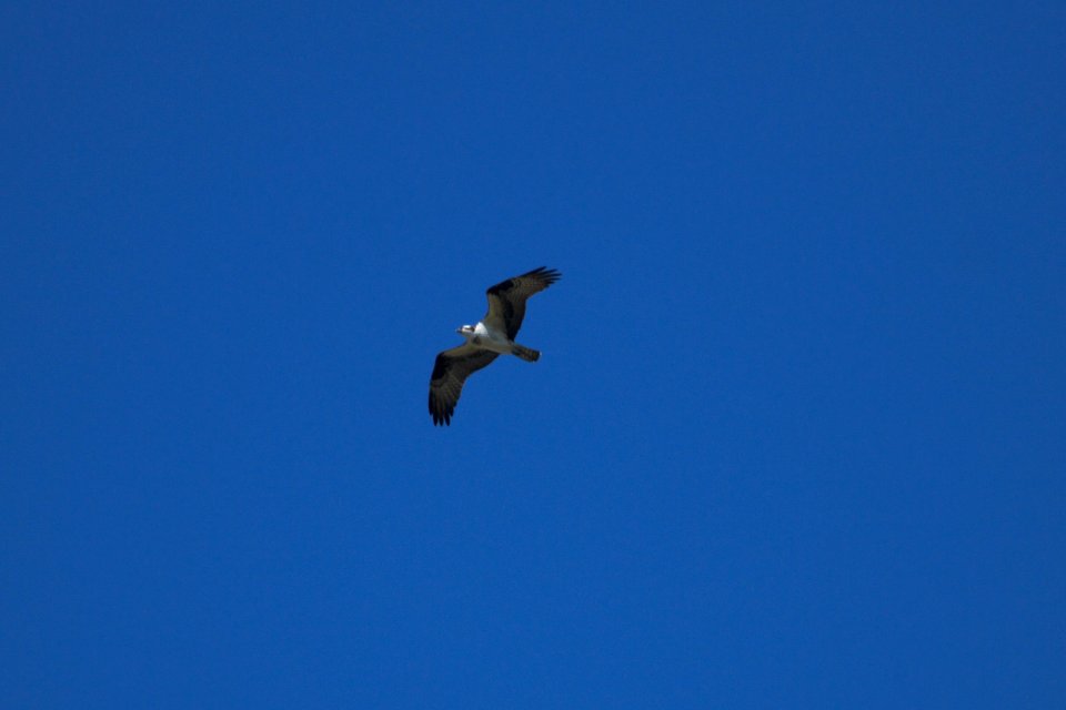 IMG 5971c Osprey Hse Kankakee IL 4-20-2017