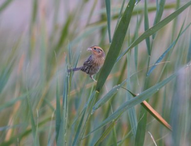 IMG 9934cg LeConte's Sparrow Whispering Willows Area Kankakee Co IL 10-12-2016
